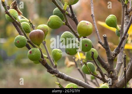 Edible fig, Common fig, Figtree (Ficus carica 'Brown Turkey', Ficus carica Brown Turkey), figs on a tree, cultivar Brown Turkey