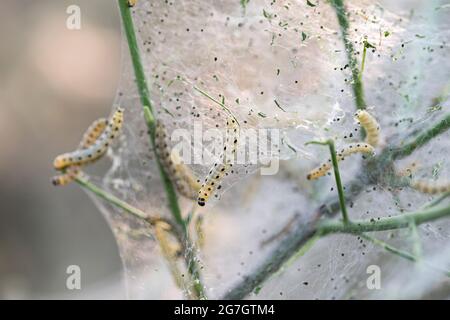 Spindle Ermine (Yponomeuta cagnagella, Yponomeuta cagnagellus), caterpillars at Common Spindle, Euonymus europaeus, Germany Stock Photo