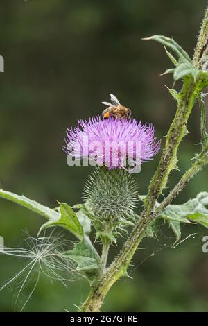 Bull thistle, Common thistle, Spear thistle (Cirsium vulgare, Cirsium lanceolatum), flower with bee, Germany Stock Photo