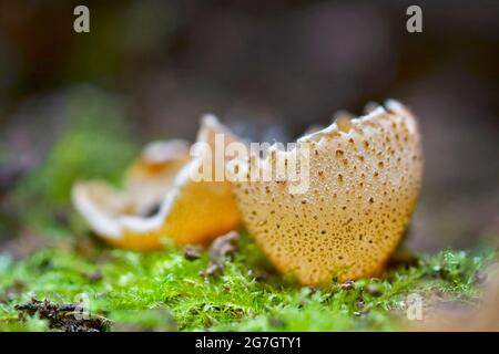 blistered cup (Peziza vesiculosa), fruiting bodies on forest floor, Germany, North Rhine-Westphalia Stock Photo
