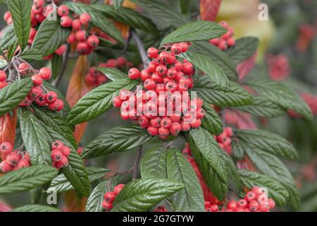 Cotoneaster (Cotoneaster floccosus, Cotoneaster salicifolius floccosus), branch with fruits Stock Photo