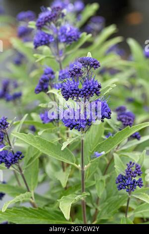 Blue Beard, Blue Spiraea (Caryopteris x clandonensis 'Dark Knight', Caryopteris x clandonensis Dark Knight), blooming, cultivar Dark Knight, Germany, Stock Photo