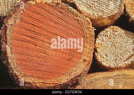 Scotch pine, Scots pine (Pinus sylvestris), cross section of a trunk, Germany, North Rhine-Westphalia Stock Photo
