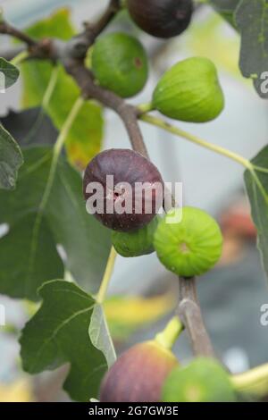Edible fig, Common fig, Figtree (Ficus carica 'Brown Turkey', Ficus carica Brown Turkey), figs on a tree, cultivar Brown Turkey, Austria Stock Photo