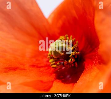Red poppy close up macro detail Stock Photo