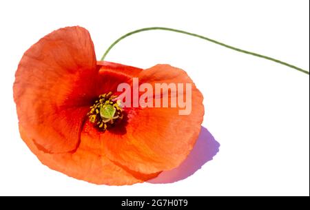 Red poppy close up macro on a white background Stock Photo