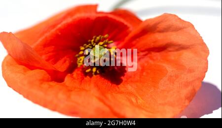 Red poppy close up macro on a white background Stock Photo