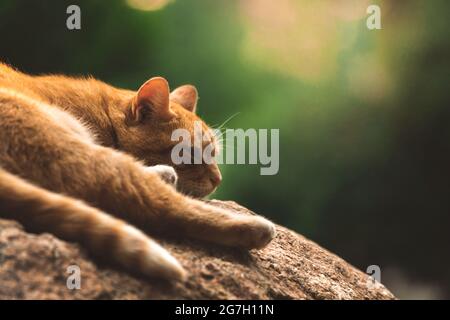 Stray ginger cat resting and sleeping on the rock, copy space Stock Photo