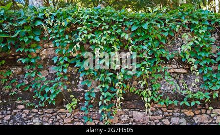 Hanging plants on stone wall, Rio, Brazil Stock Photo