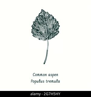 Common aspen (Populus tremula) leaf. Ink black and white doodle drawing in woodcut style. Stock Photo