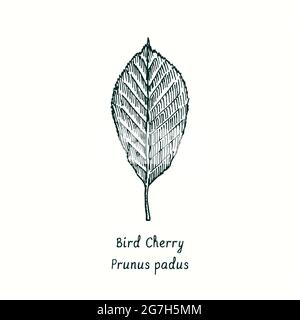 Bird Cherry (Prunus padus) leaf. Ink black and white doodle drawing in woodcut style. Stock Photo