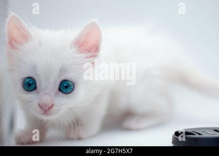 Cute white baby cat with blue eyes isolated on white background ...