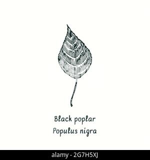 Black poplar (Populus nigra) leaf. Ink black and white doodle drawing in woodcut style. Stock Photo