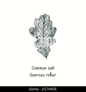 Common oak leaf. Ink black and white doodle drawing in woodcut style. Stock Photo