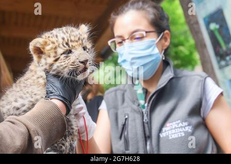 Pilsen, Czech Republic. 14th July, 2021. North China Leopard, Panthera pardus japonensis, cubs were presented to public in the Plzen Zoo, Czech Republic, on Wednesday, July 14, 2021. Credit: Miroslav Chaloupka/CTK Photo/Alamy Live News Stock Photo