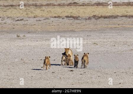 African lions (Panthera leo), cubs running towards their mother, Etosha National Park, Namibia, Africa Stock Photo