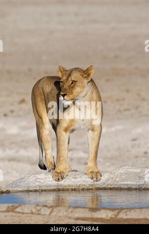 Lioness (Panthera leo), adult female, standing at the waterhole, on the lookout, Etosha National Park, Namibia, Africa Stock Photo