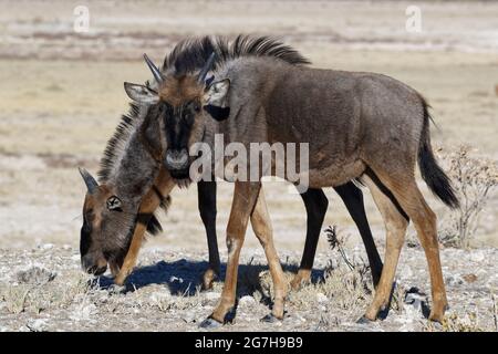 Blue wildebeests (Connochaetes taurinus), two young calves foraging in the morning sun, Etosha National Park, Namibia, Africa Stock Photo