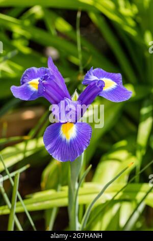 'Mix' Dutch iris, Holländsk iris (Iris x hollandica) Stock Photo