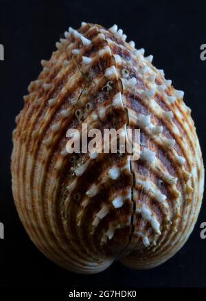 Prickly Cockles are common, plump bivalves found in sub-littoral muddy sand and gravel beds. They are strongly ribbed and armed with spines Stock Photo