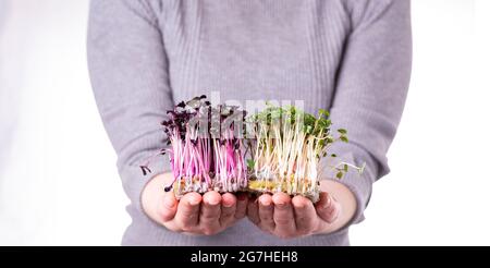 Organic raw microgreens. A woman holds microgreen sprouts in her hands. Healthy superfood concept. Delivery of microgreens Stock Photo