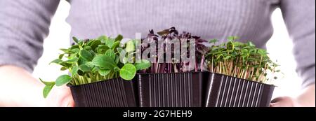 Organic raw microgreens. A woman holds microgreen sprouts in her hands. Healthy superfood concept. Delivery of microgreens Stock Photo