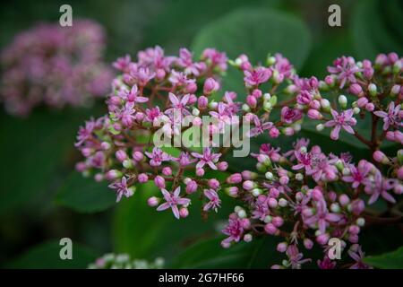 Dichroa Versicolor – the ‘Evergreen Hydrangea’ – is a close relative of the Hydrangea and originates from China, the Himalayas and Japan.  The Chelsea Stock Photo