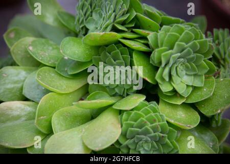 Aeonium smithii, commonly known as Smith's Giant Houseleek, is a small succulent that branches to form a small shrub. Chelsea Physic Garden, London, U Stock Photo