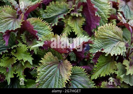 Perilla frutescens var. crispa, also known by its Japanese name shiso, is a herb in the mint family Lamiaceae. It is native to the mountainous regions Stock Photo