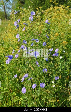 Cichorium, genus of plants in dandelion tribe within sunflower family Stock Photo