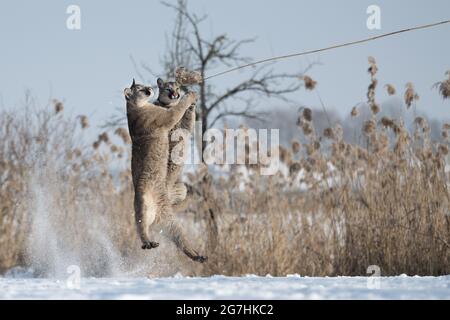 The cougars are playing in a snowy meadow. Stock Photo