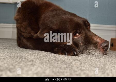 15 year old chocolate Labrador retriever with grey beard, lying down Stock Photo