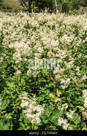 Masses of Filipendula ulmaria, commonly known as meadowsweet, at Tarn Moss  (Malhamdale) in North Yorkshire Stock Photo