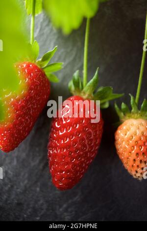 Ripening of strawberries on a slate wall Stock Photo - Alamy