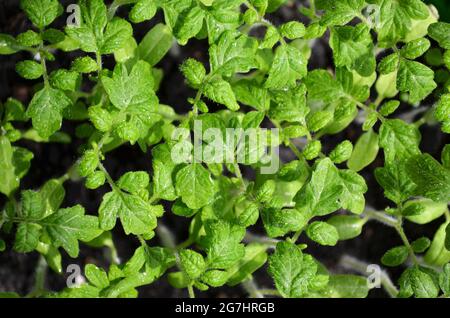 Tomato seedlings with drops of water on the leaves as a green background, top view. Concept of organic agriculture. Stock Photo