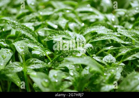 Pepper seedlings with water drops on a leaves, growing in their own greenhouse. Shallow depth of field, selective focus. Gardening concept. Stock Photo