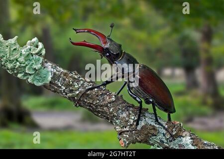European stag beetle (Lucanus cervus) male in oak forest Stock Photo