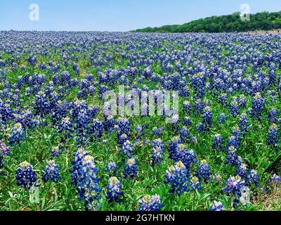 Muleshoe Bend bluebonnets in Spicewood, Texas Stock Photo