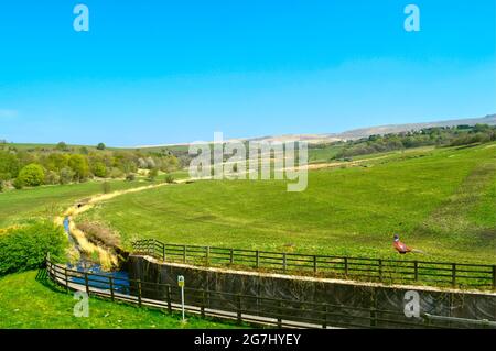 Littleborough countryside in Rochdale Lancashire viewed from Hollingworth lake country park  with a common pheasant Latin name Phasianus colchicus in Stock Photo