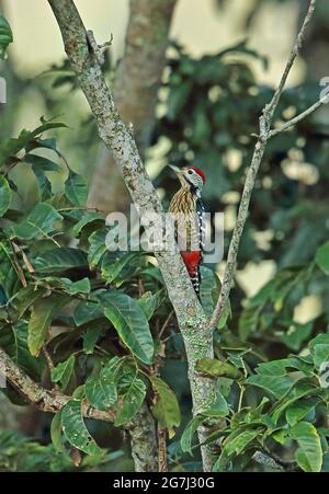 Stripe-breasted Woodpecker (Dendrocopos atratus) adult male clinging to tree trunk Doi Ang Khang, Thailand     November Stock Photo