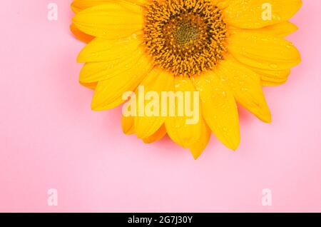 Yellow sunflower macro shot on pink background Stock Photo