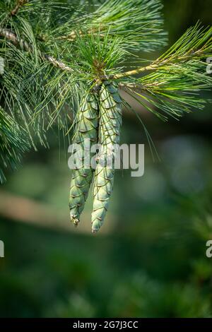 Two pine cones with fir branch on white background Stock Photo - Alamy