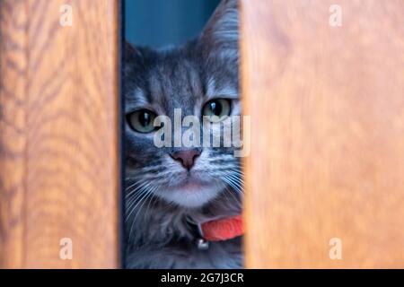 Cat hiding. Tabby gray kitten hidden behind a wooden window. Domestic pet with green eyes and red collar, Afraid and curious feline looking at the cam Stock Photo