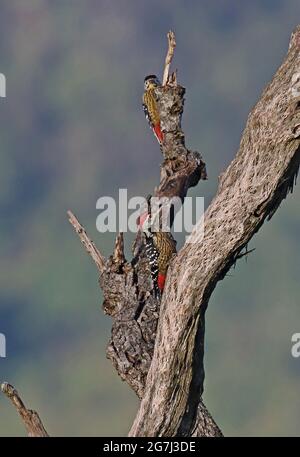 Stripe-breasted Woodpecker (Dendrocopos atratus) adult pair on dead tree Doi Ang Khang, Thailand     November Stock Photo