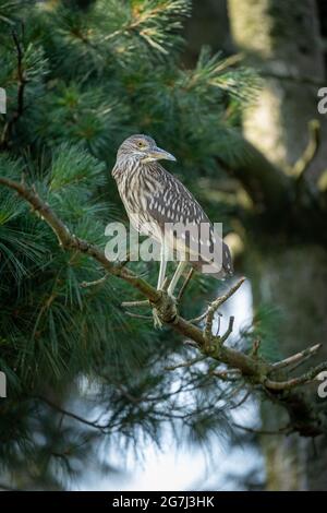 Majestic night heron perched on a pine tree in a forest Stock Photo