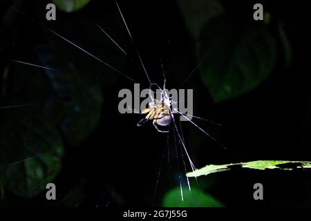 A spider on a web found in a Costa Rican jungle on a night hike with leaves in the background Stock Photo