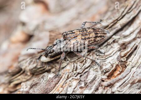 A Ribbed Pine Borer (Rhagium inquisitor) on the side of a dead Eastern White Pine (Pinus strobus) tree.