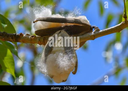 Closeup of fuzzy kapok with shells on a tree branch with a blurred background in a sunny garden Stock Photo