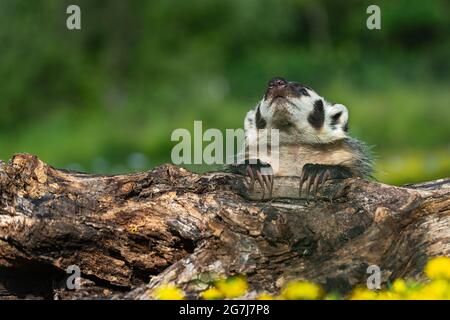 North American Badger (Taxidea taxus) Stares Directly Up Paws Over Log Summer - captive animal Stock Photo