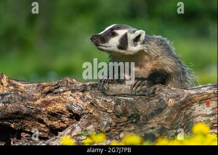 North American Badger (Taxidea taxus) Looks Left Atop Log Claws Exposed Summer - captive animal Stock Photo
